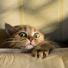 Схема вышивки «Я спрятался»