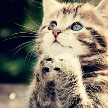 Схема вышивки «Подайте киске кусочек сосиски»