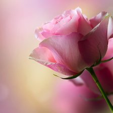 Схема вышивки «розовые розы»