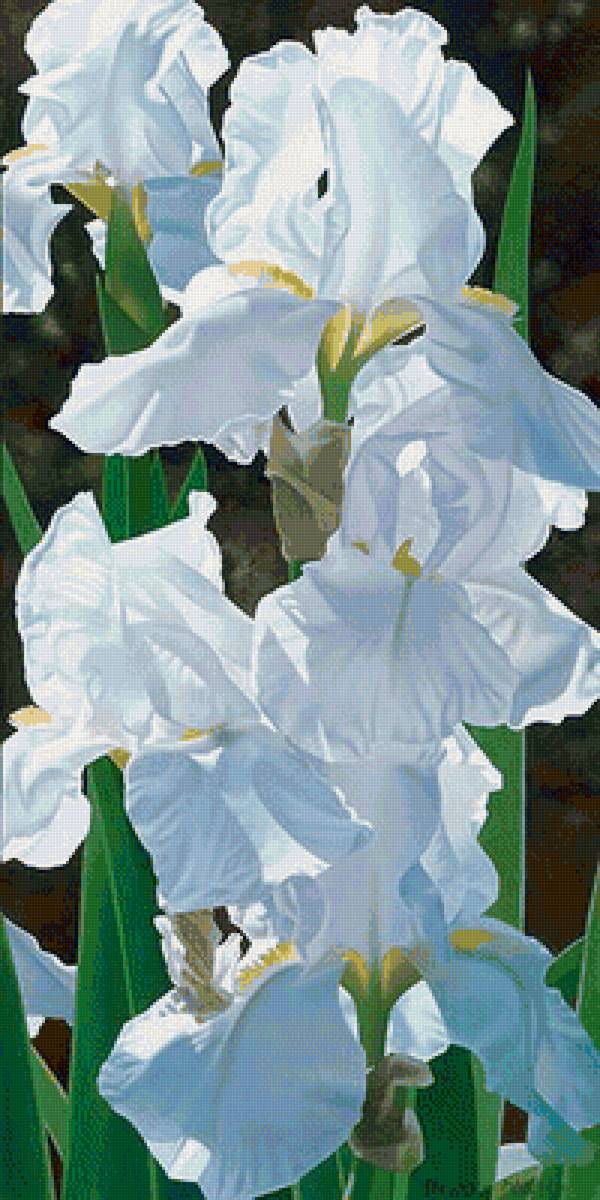 цветы - предпросмотр