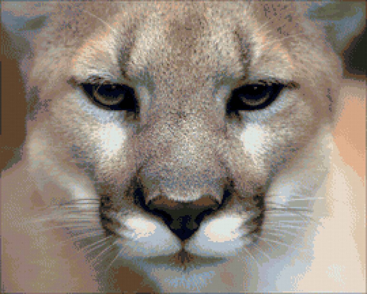 Пума - предпросмотр