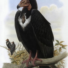 Схема вышивки «птицы»