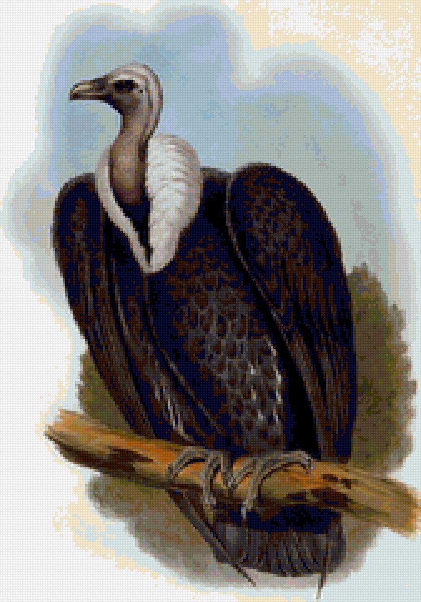 птицы - гриф - предпросмотр