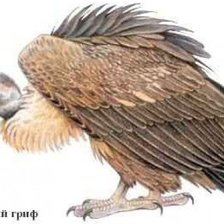 Схема вышивки «птицы»