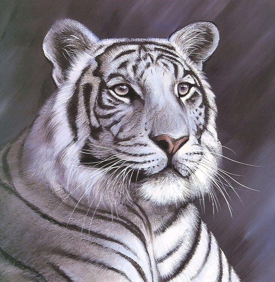 тигр - мир животных, тигр - оригинал