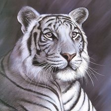 Схема вышивки «тигр»