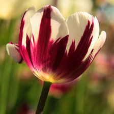 Схема вышивки «Тюльпан»