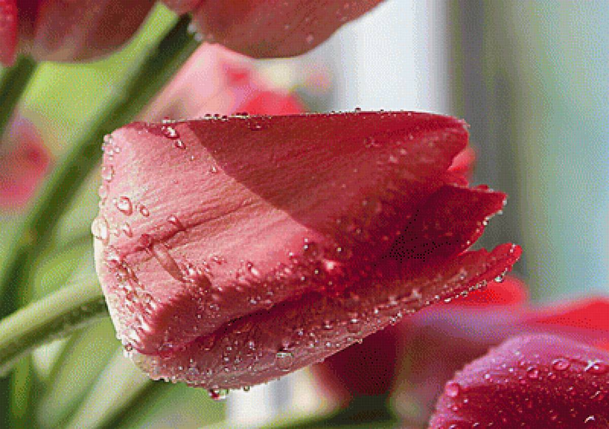 В каплях росы - тюльпан, цветы - предпросмотр