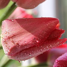 Схема вышивки «В каплях росы»