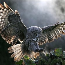 Схема вышивки «неясыть»