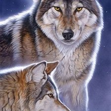 Схема вышивки «дикие»