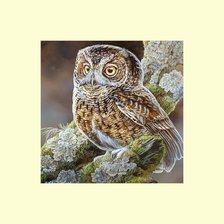 Схема вышивки «Ястребиная сова.»