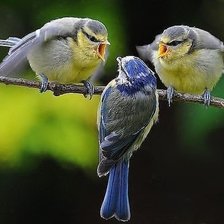 Схема вышивки «Птичьи посиделки»