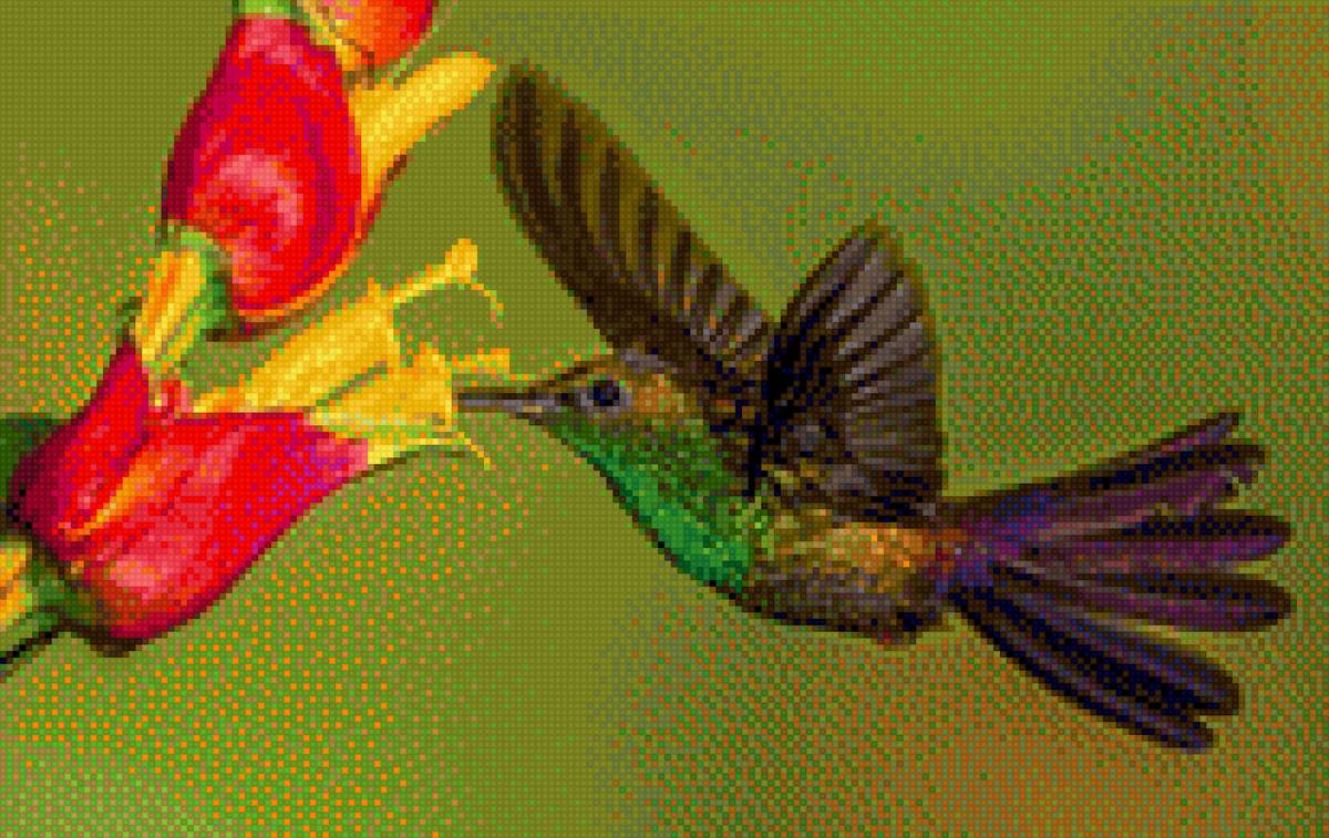 Колибри и цветы - птичка, колибри, цветок - предпросмотр