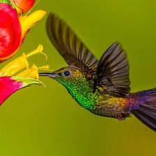 Колибри и цветы