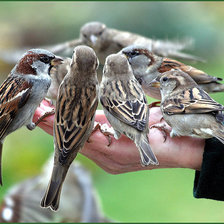 Схема вышивки «Отличная кормушка»