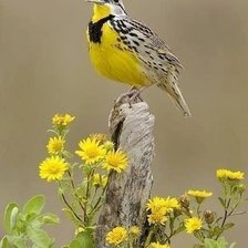 Схема вышивки «Солист»