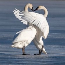 Схема вышивки «Нежность»