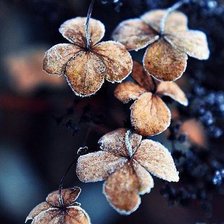 Схема вышивки «yvavili 2»