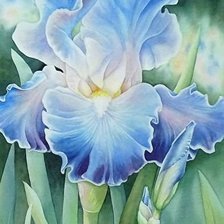 Схема вышивки «голубий ірис»