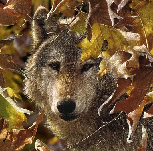 дикие - оригинал