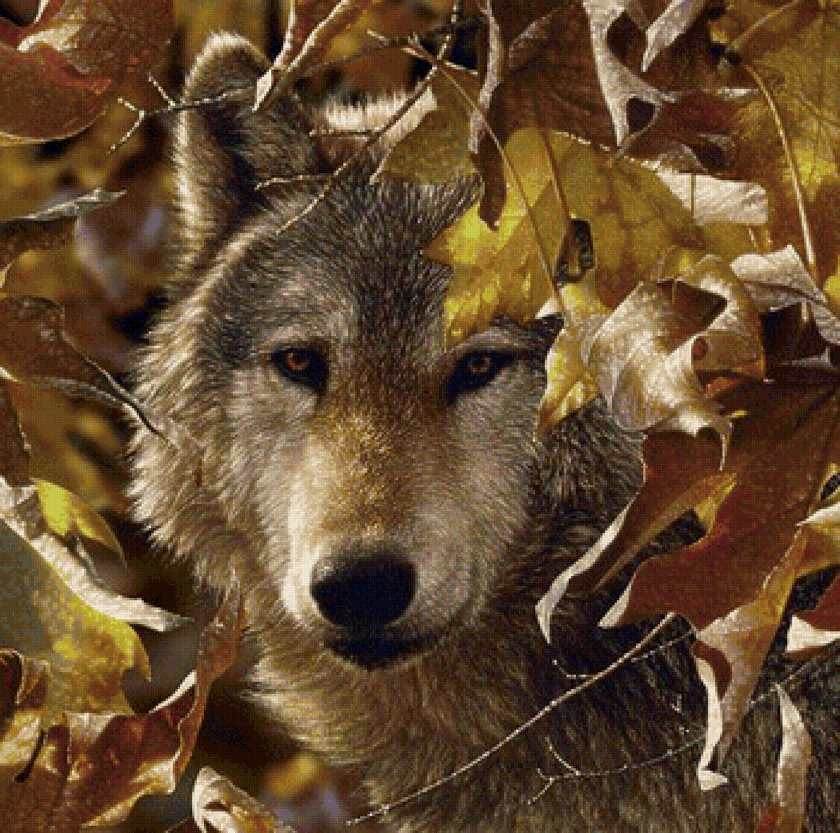 дикие - предпросмотр