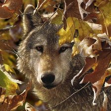 Схема вышивки «дикие»