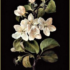 Схема вышивки «№2034579»