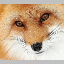 Схема вышивки «№2034784»