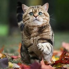 Схема вышивки «кися»