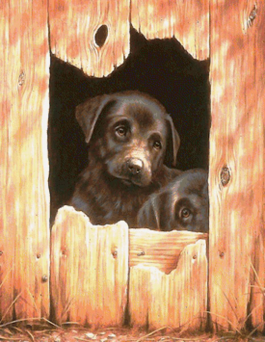 щенки - щенки, собаки - предпросмотр