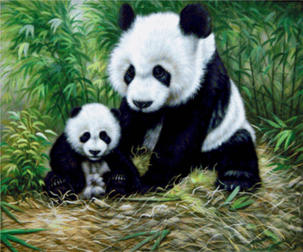 Panda Family. - tina augusto bruno art.animals. - предпросмотр