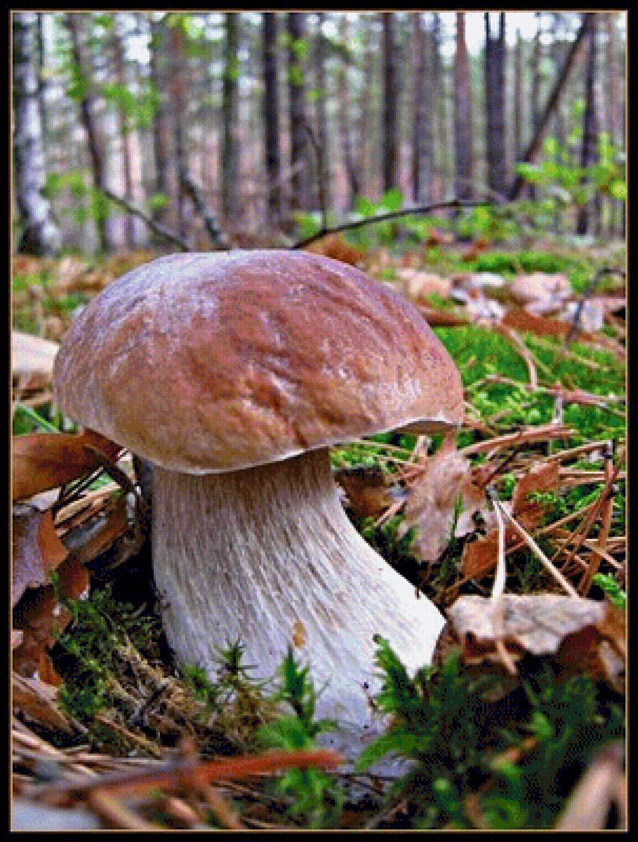 Белый гриб - брровик, грибы - предпросмотр