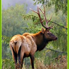 Схема вышивки «На опушке»