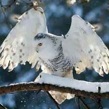 Схема вышивки «Взлетаю»