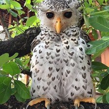 Схема вышивки «Смешной птиц»