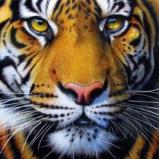 Схема вышивки «Тигр»