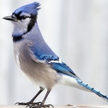 Схема вышивки «Птичка»