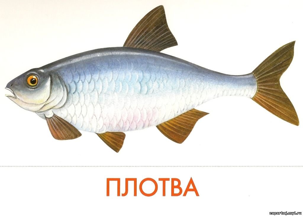 Плотва - оригинал