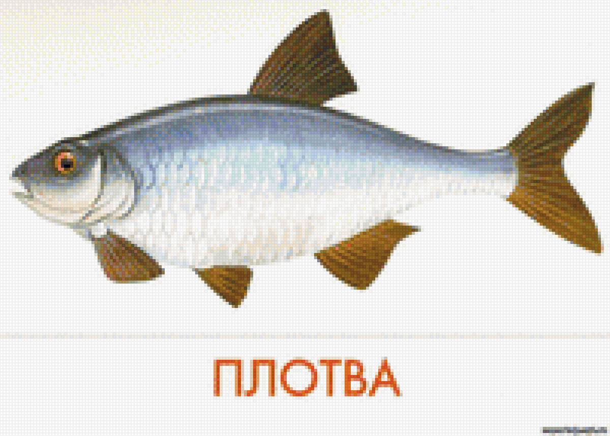 Плотва - предпросмотр