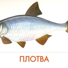 Схема вышивки «Плотва»