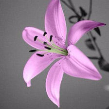 Схема вышивки «Лилия»