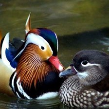 Схема вышивки «Утки Мандаринки»