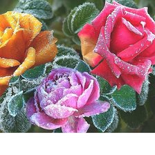 Схема вышивки «355х265»