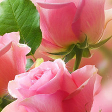 Схема вышивки «Розы»