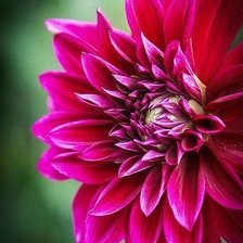 Схема вышивки «Георгин»