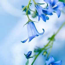 Схема вышивки «Нежные колокольчики»