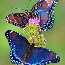 Схема вышивки «№2036349»