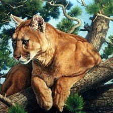 Схема вышивки «дикие»