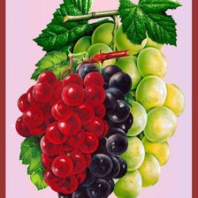 Схема вышивки «Виноград»